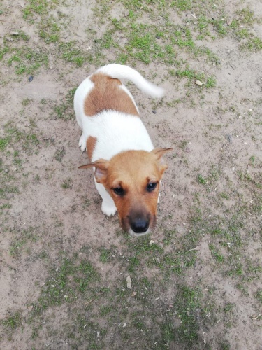 hrav tata Fox Terrier