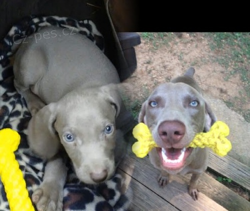 Sladk Weimaraner ttka k adopci