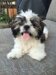 roztomil tata shih-tzu