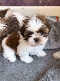 roztomil tata shih-tzu