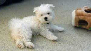 bichon malttina