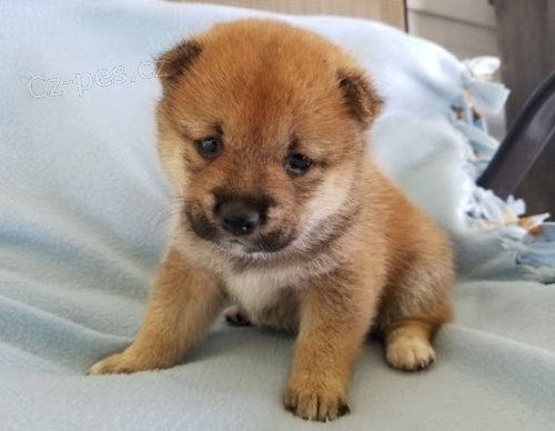 tata shiba Inu 