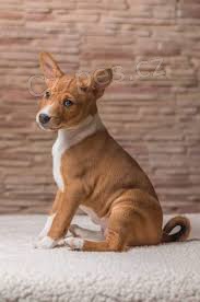 2 Basenji tata muzy a zeny