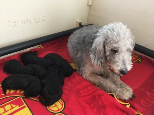 Bedlington terir tata k adopci