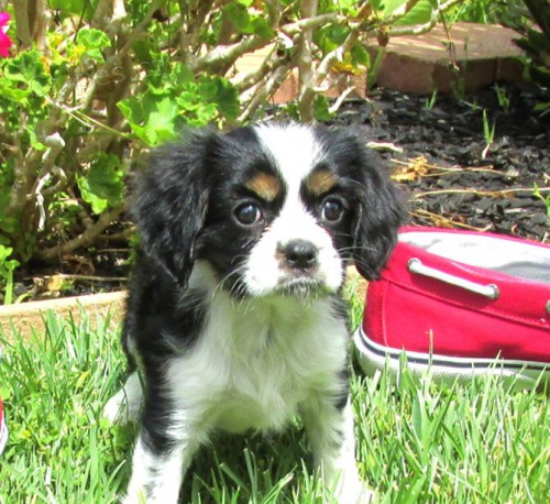 12 tdn star tata Cavalier King Charles 