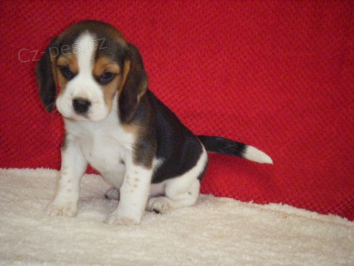 Absolutn rozkon istokrevn tata Beagle!!