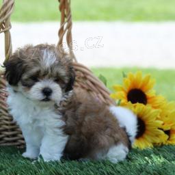 Ndhern Shih-poo