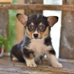 Spoleensk Welsh Corgi (Pembroke)