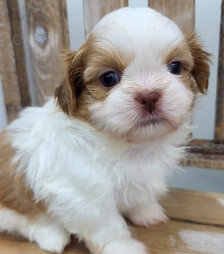 Velkolep, zdrav a krsn tata shih tzu.