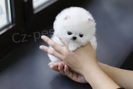 pomeranian