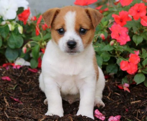 Jack Russell tata