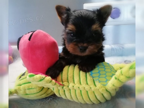 ttek Yorkie