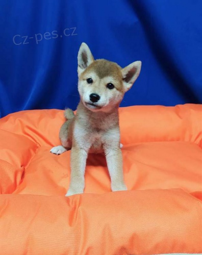 Shiba Inu tata 12 tdn pro dobr domov