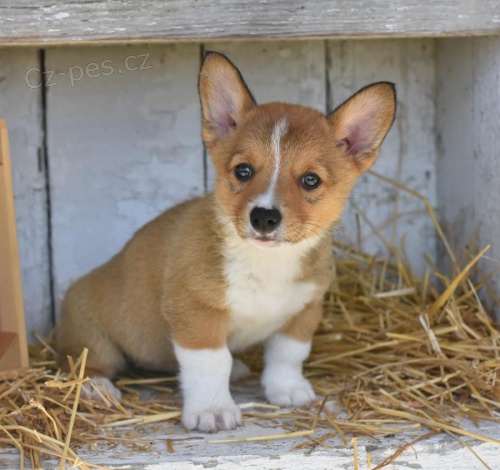 milujc Welsh Corgi (Pembroke)