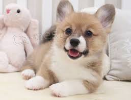 Pembroke Welsh Corgi