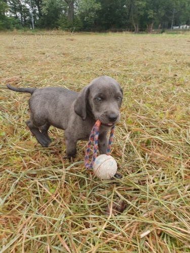 Weimaraner k dispozici pro nov domy