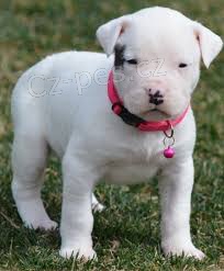 Dogo argentino tata na prodej