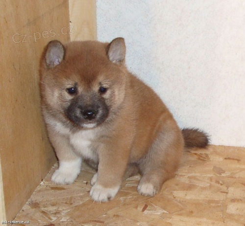 AKC zaregistrovn Shiba Inu tata na prodej