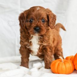 Roztomil Cavapoo