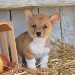 Loving Welsh Corgi (Pembroke)