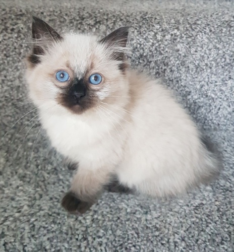 Ragdoll koata pipravena