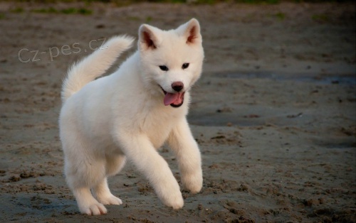 Bl tata Akita Inu