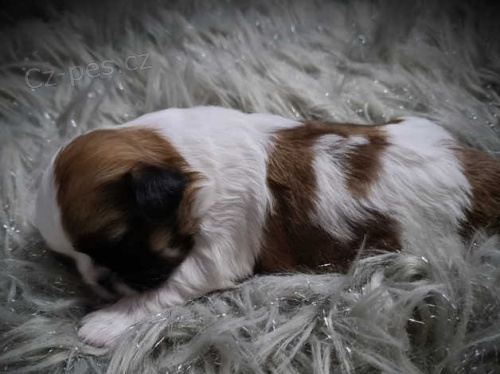 tata shih tzu