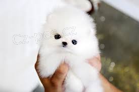 Pomeranian TATA