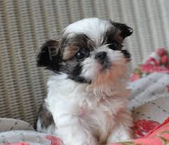 tata shih tzu