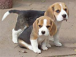 BEAGLE TATA