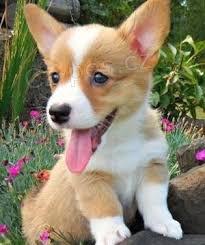 tata Pembroke Welsh Corgi