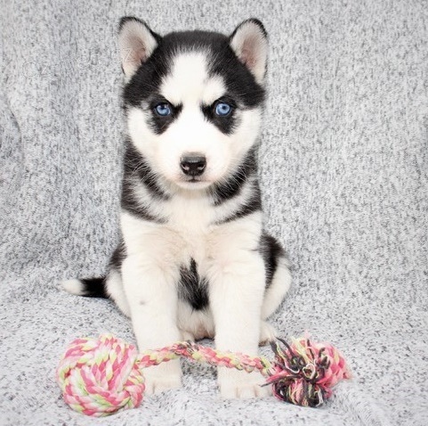 Blue eye sibisk husky tata. Pijte se zdravotnmi zznamy a rodokmenem.