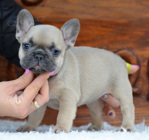 Francouzsk buldoek tata pipravena k adopci.