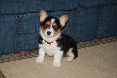 tata Pembroke Welsh Corgi