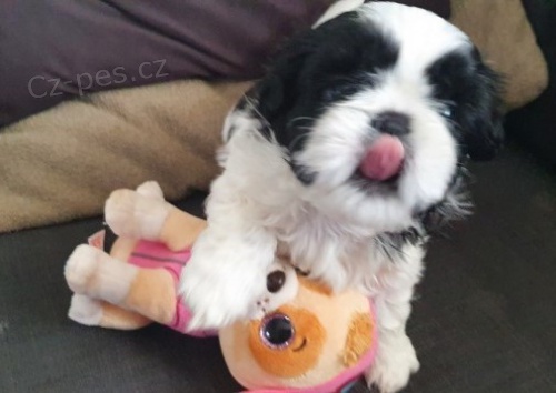 tata Shih Tzu