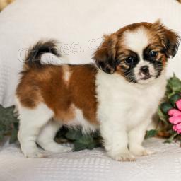 ttka milku Shih Tzu!