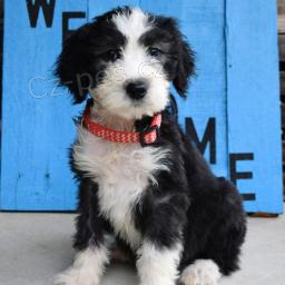 Jemn ttka Sheepadoodle!