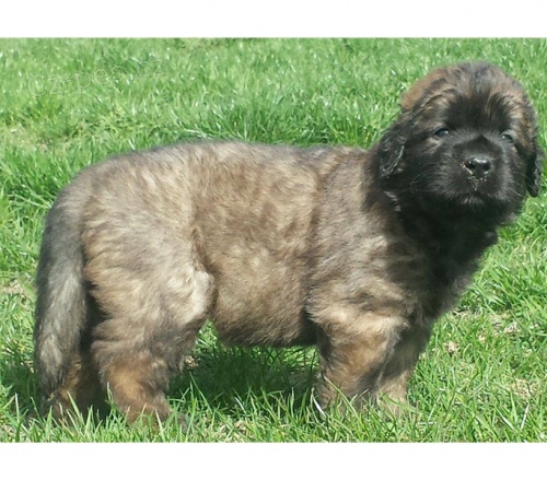 tata Leonberger