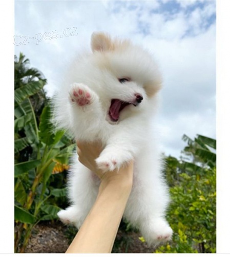 Mini pomeranian bez PP