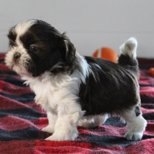 tata shih tzu