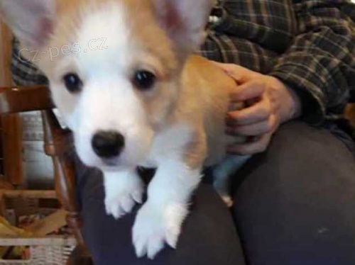 tata Pembroke Welsh Corgi