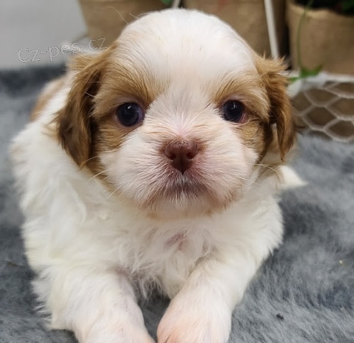 samci a samice tata shih tzu k dispozici