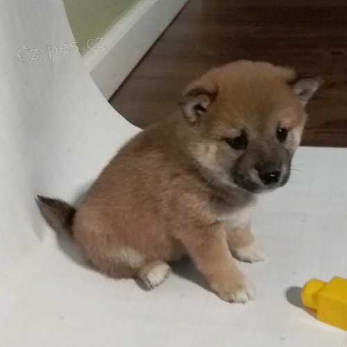 tata shiba inu na prodej.