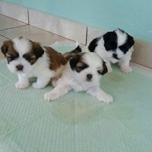 Roztomil tata Shih Tzu jsou nyn k dispozici k pijet