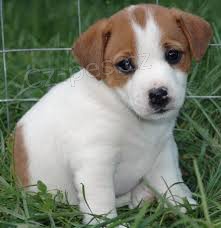 INCREIBLES JACK RUSSELL