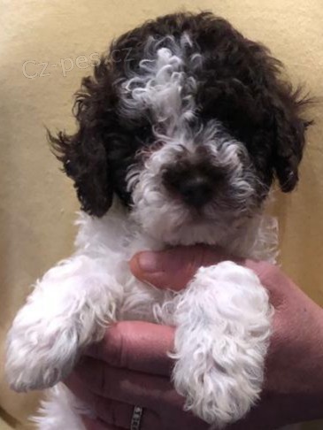 tata Lagotto Romagnolo,,