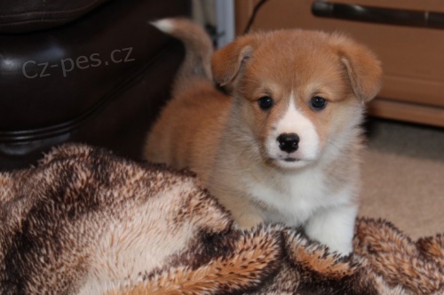 tata Pembroke Welsh Corgi!!