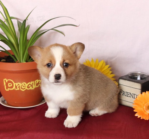 Okouzlujc Welsh Corgi (Pembroke)