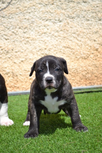  dispozici tata cane corso italiano