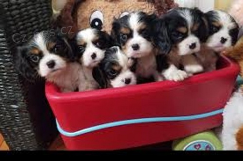 Cavalier King